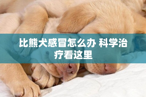 比熊犬感冒怎么辦 科學治療看這里