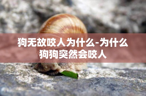 狗無故咬人為什么-為什么狗狗突然會咬人