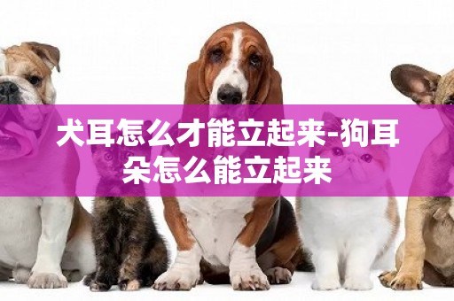 犬耳怎么才能立起來-狗耳朵怎么能立起來