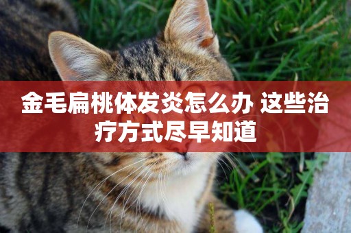 金毛扁桃體發炎怎么辦 這些治療方式盡早知道