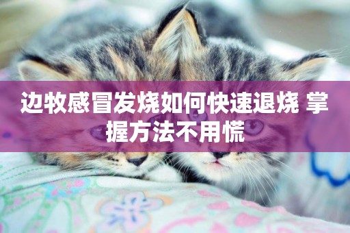 邊牧感冒發燒如何快速退燒 掌握方法不用慌