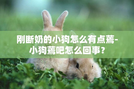 剛斷奶的小狗怎么有點蔫-小狗蔫吧怎么回事？