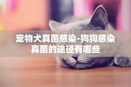 寵物犬真菌感染-狗狗感染真菌的途徑有哪些