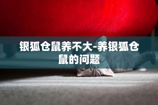 銀狐倉鼠養不大-養銀狐倉鼠的問題