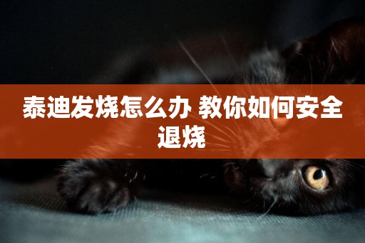 泰迪發燒怎么辦 教你如何安全退燒