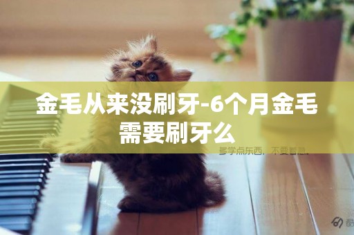 金毛從來沒刷牙-6個月金毛需要刷牙么