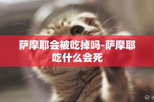 薩摩耶會被吃掉嗎-薩摩耶吃什么會死