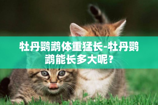 牡丹鸚鵡體重猛長-牡丹鸚鵡能長多大呢？
