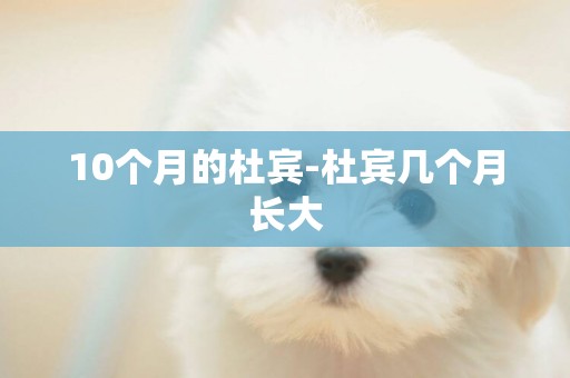 10個月的杜賓-杜賓幾個月長大