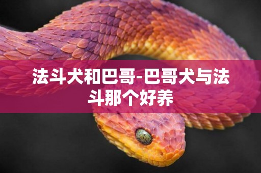 法斗犬和巴哥-巴哥犬與法斗那個好養