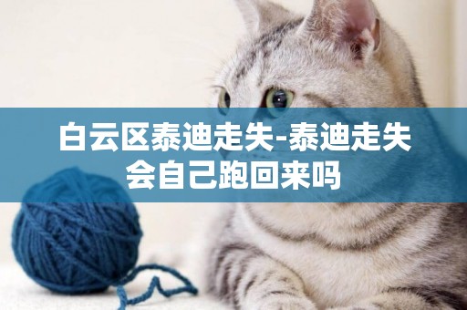白云區泰迪走失-泰迪走失會自己跑回來嗎