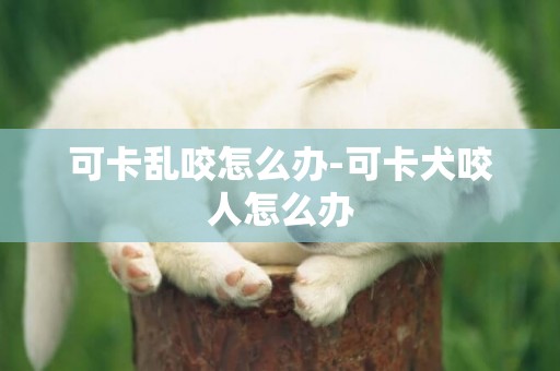 可卡亂咬怎么辦-可卡犬咬人怎么辦