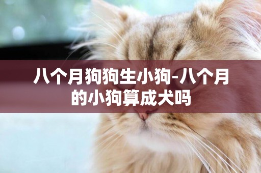 八個月狗狗生小狗-八個月的小狗算成犬嗎