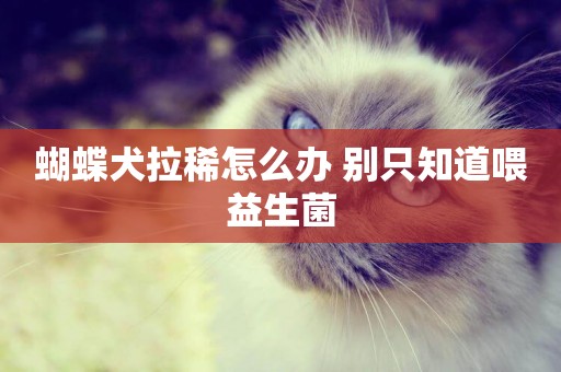 蝴蝶犬拉稀怎么辦 別只知道喂益生菌