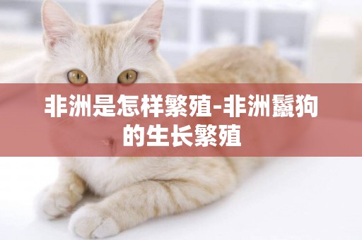 非洲是怎樣繁殖-非洲鬣狗的生長繁殖