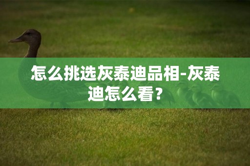 怎么挑選灰泰迪品相-灰泰迪怎么看？