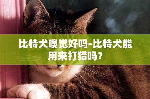 比特犬嗅覺好嗎-比特犬能用來打獵嗎？
