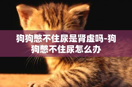 狗狗憋不住尿是腎虛嗎-狗狗憋不住尿怎么辦