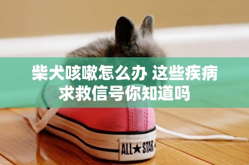 柴犬咳嗽怎么辦 這些疾病求救信號你知道嗎