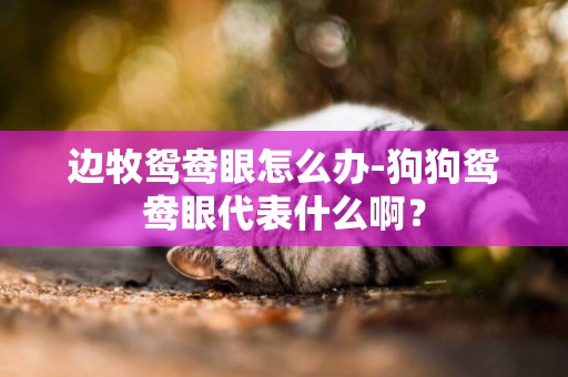 邊牧鴛鴦眼怎么辦-狗狗鴛鴦眼代表什么啊？