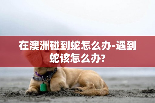在澳洲碰到蛇怎么辦-遇到蛇該怎么辦?
