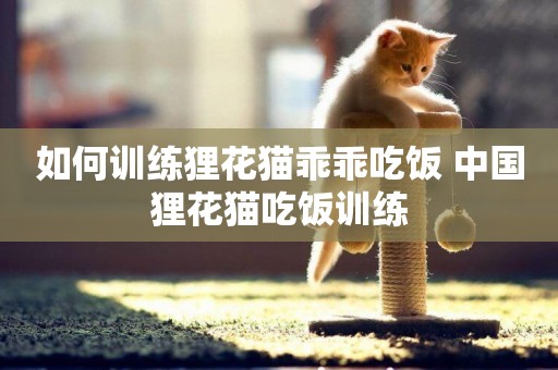 如何訓練貍花貓乖乖吃飯 中國貍花貓吃飯訓練