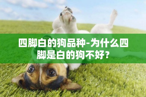 四腳白的狗品種-為什么四腳是白的狗不好？