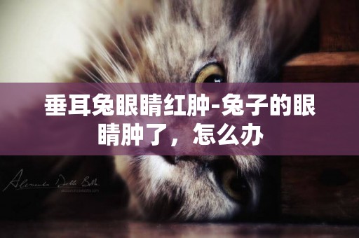 垂耳兔眼睛紅腫-兔子的眼睛腫了，怎么辦
