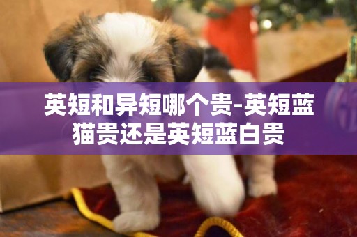 英短和異短哪個貴-英短藍貓貴還是英短藍白貴