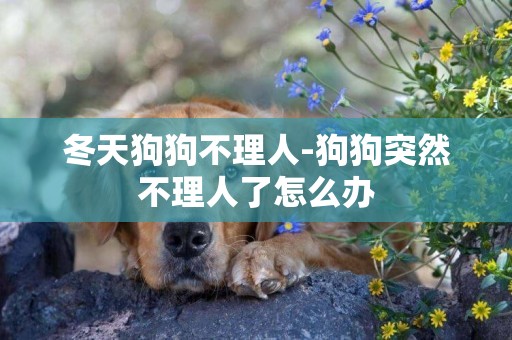 冬天狗狗不理人-狗狗突然不理人了怎么辦