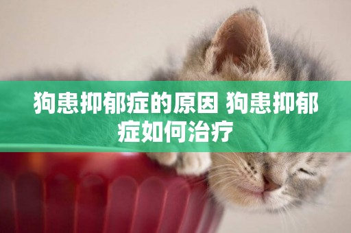 狗患抑郁癥的原因 狗患抑郁癥如何治療