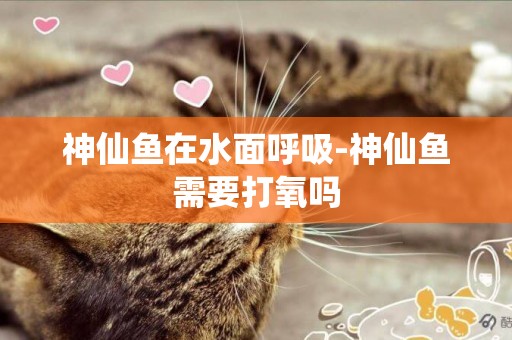 神仙魚在水面呼吸-神仙魚需要打氧嗎