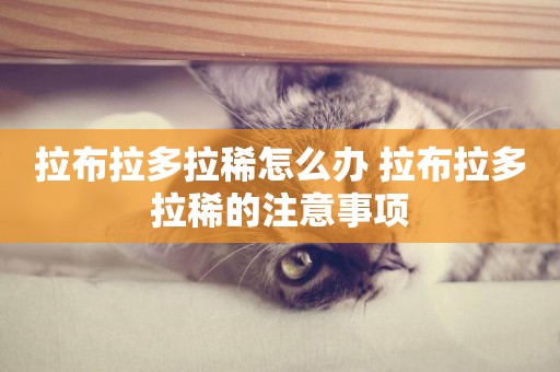 拉布拉多拉稀怎么辦 拉布拉多拉稀的注意事項