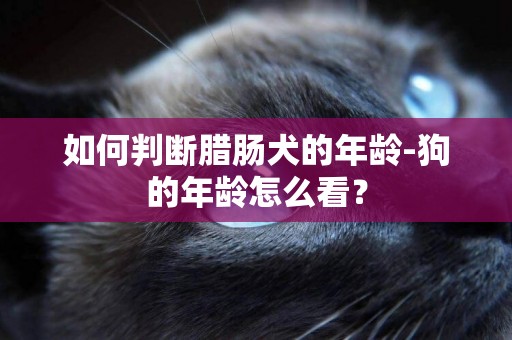 如何判斷臘腸犬的年齡-狗的年齡怎么看？