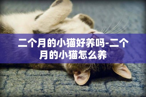 二個月的小貓好養嗎-二個月的小貓怎么養