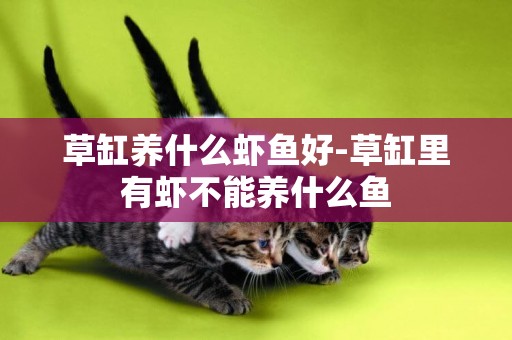 草缸養什么蝦魚好-草缸里有蝦不能養什么魚