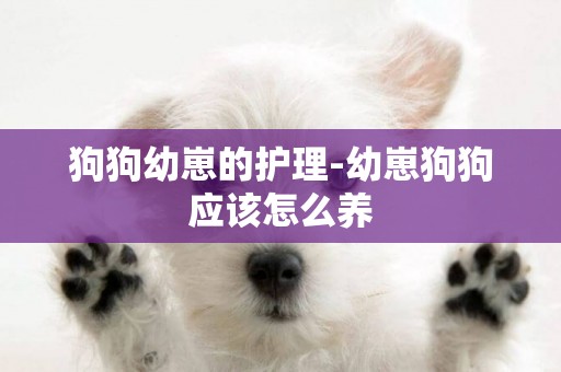 狗狗幼崽的護理-幼崽狗狗應該怎么養