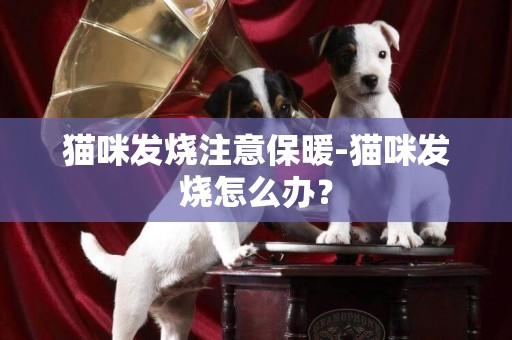 貓咪發燒注意保暖-貓咪發燒怎么辦？
