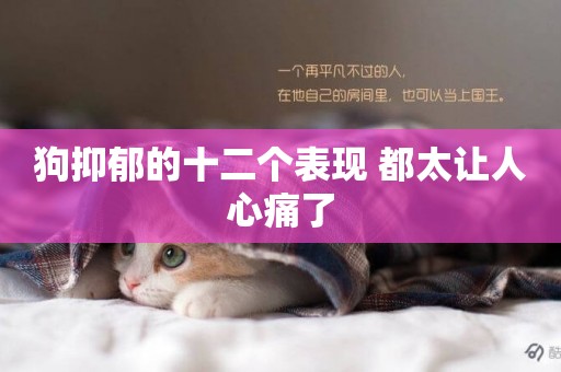 狗抑郁的十二個表現 都太讓人心痛了