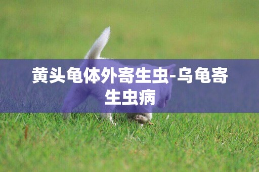 黃頭龜體外寄生蟲-烏龜寄生蟲病