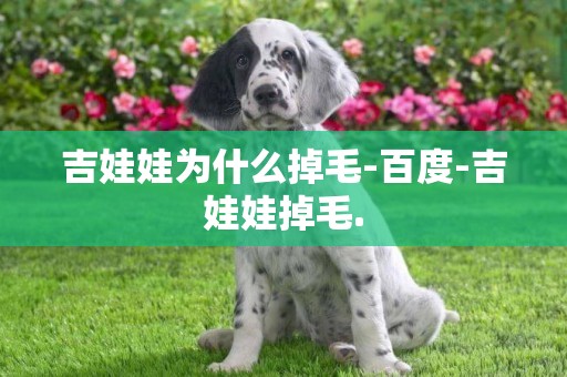 吉娃娃為什么掉毛-百度-吉娃娃掉毛.