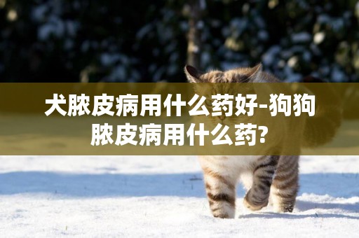 犬膿皮病用什么藥好-狗狗膿皮病用什么藥?