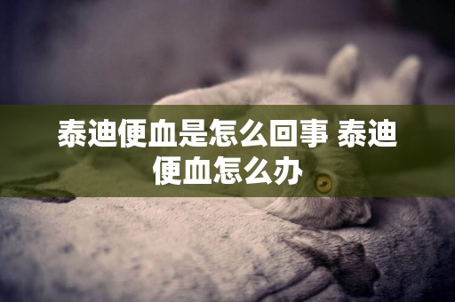 泰迪便血是怎么回事 泰迪便血怎么辦