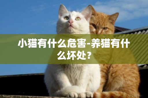小貓有什么危害-養貓有什么壞處？