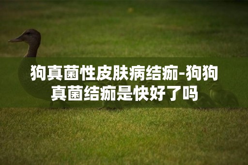 狗真菌性皮膚病結痂-狗狗真菌結痂是快好了嗎