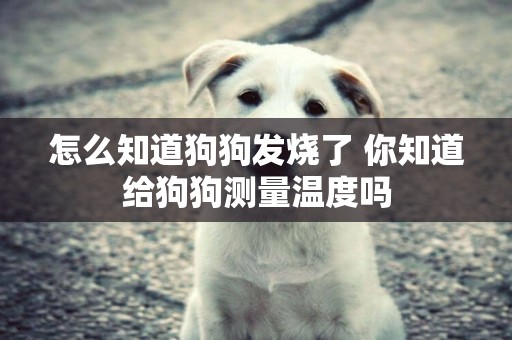 怎么知道狗狗發燒了 你知道給狗狗測量溫度嗎