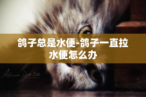 鴿子總是水便-鴿子一直拉水便怎么辦