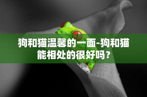 狗和貓溫馨的一面-狗和貓能相處的很好嗎？