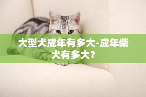 大型犬成年有多大-成年柴犬有多大？