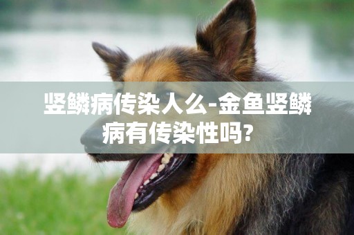 豎鱗病傳染人么-金魚豎鱗病有傳染性嗎?